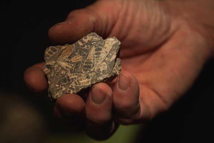 Person zeigt einen Stein voller Fossilien im Naturkundemuseum Siegsdorf