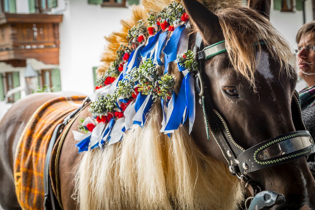 Decorated horse at the Michaeliritt in Inzell