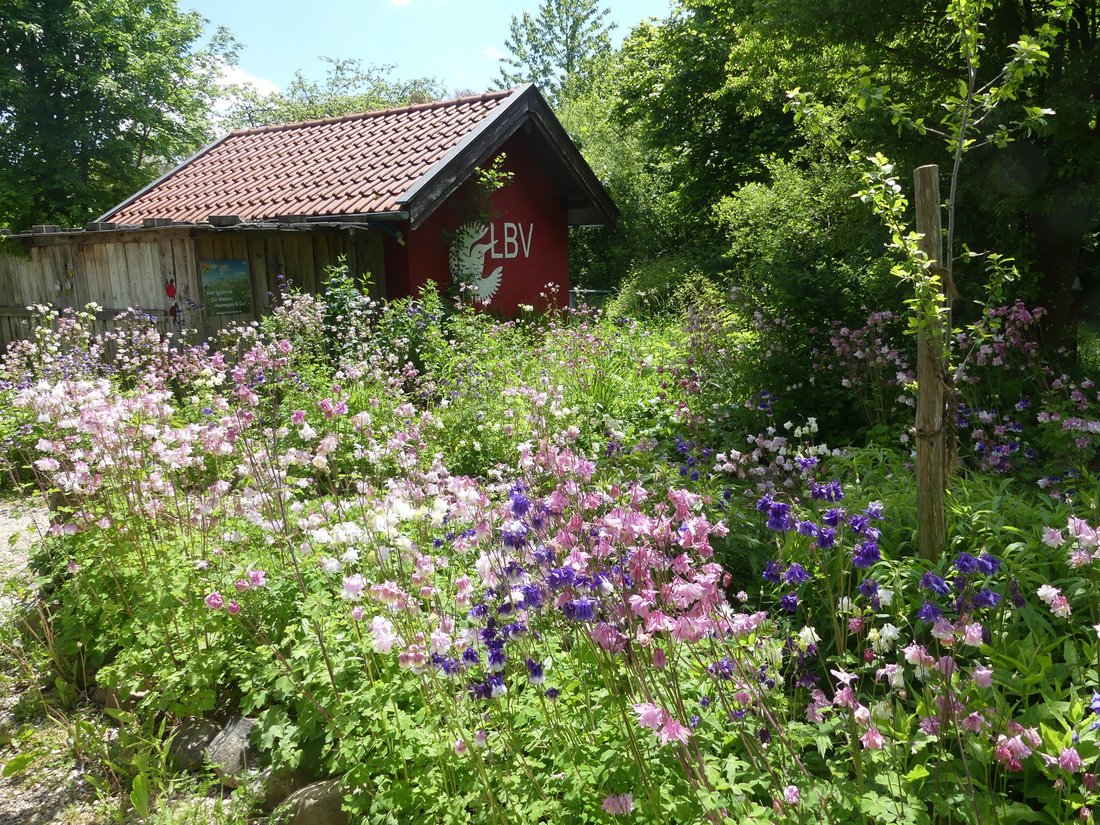 Blumenwiese mit Bienenhaus im Hintergrund im Umweltgarten Wiesmühl