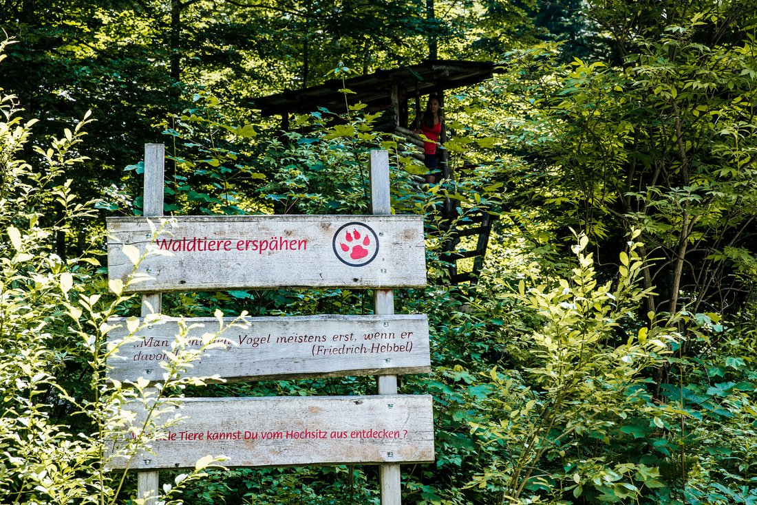 Waldtiere erspähen Tafel im Bergwald-Erlebnispfad Inzell