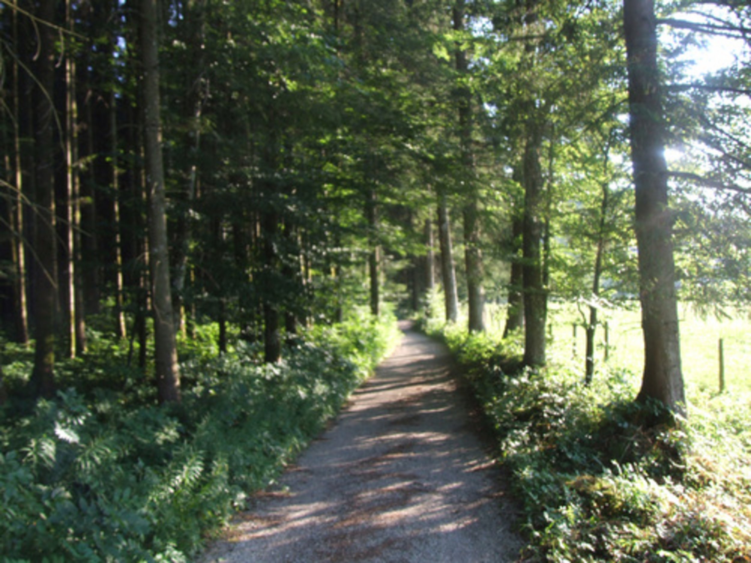 Kienau, Ortsteil Inzell: Waldweg nach Schmelz