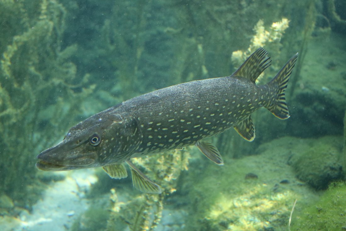 Fische in der Unterwasserwelt im Umweltgarten in Wiesmühl