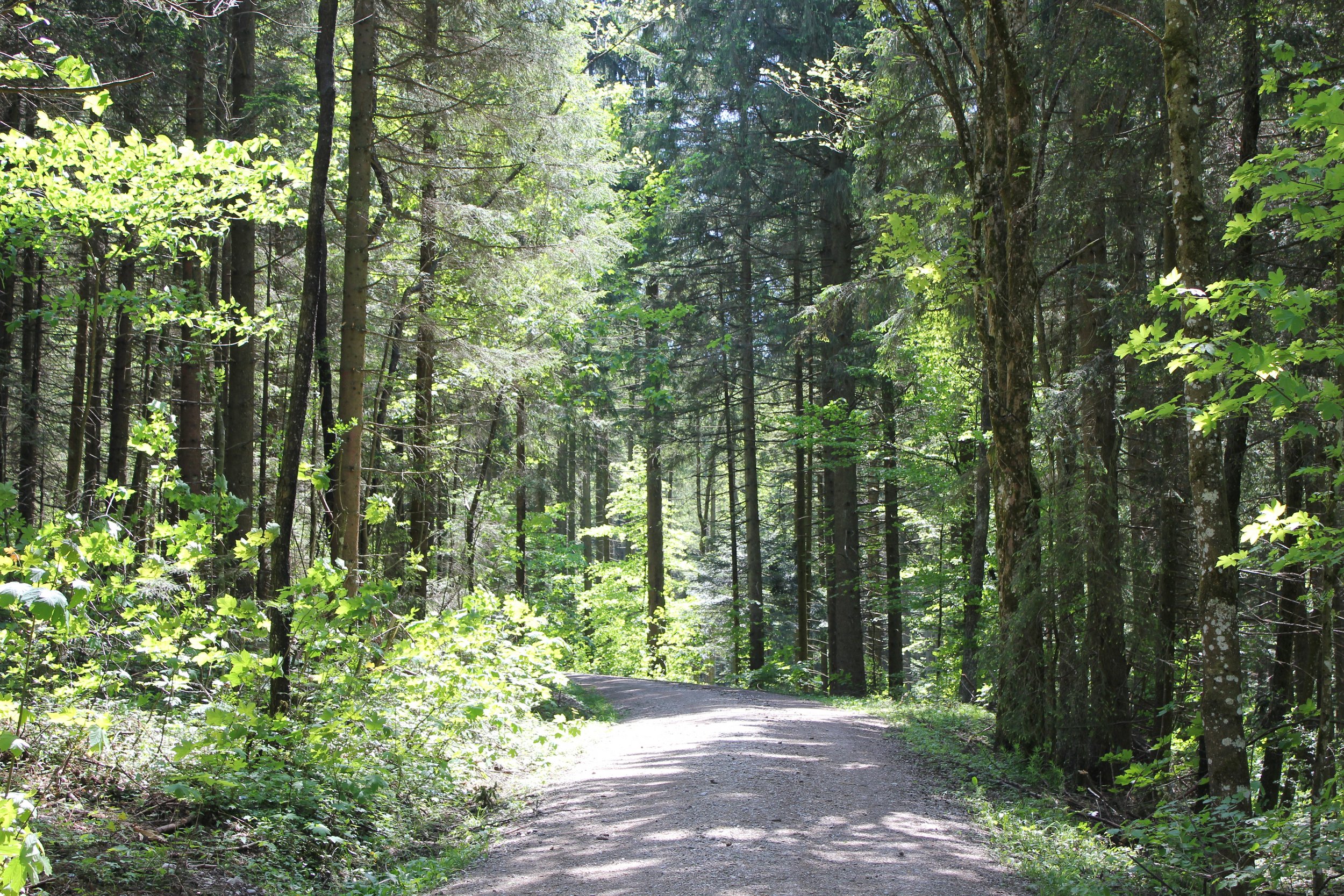 Waldweg am Zinnkopf