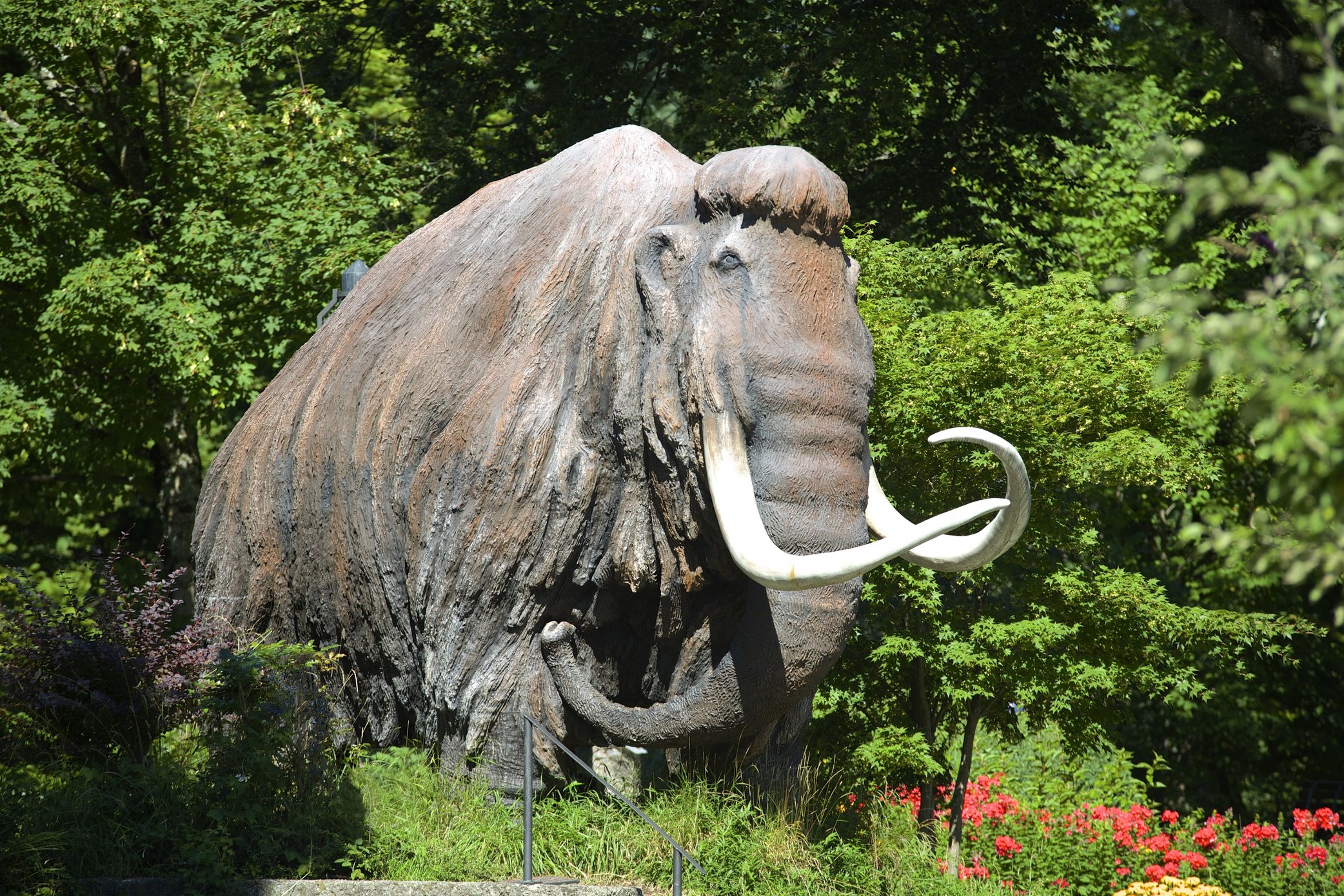 Mammoth in the natural history and mammoth museum in Siegsdorf