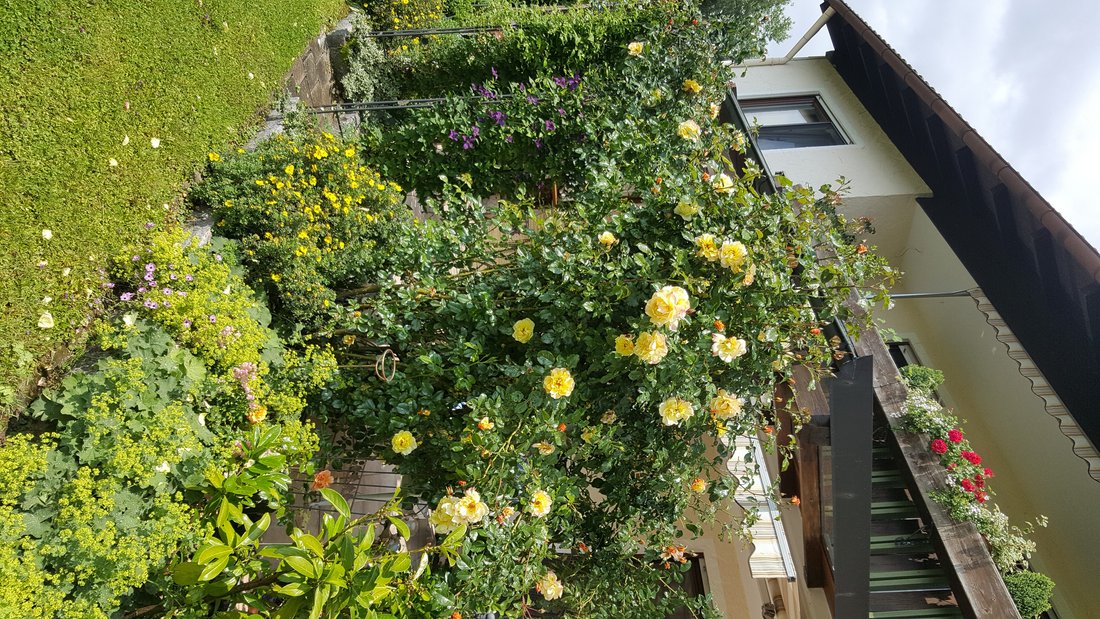 Rosenstrauch im Garten