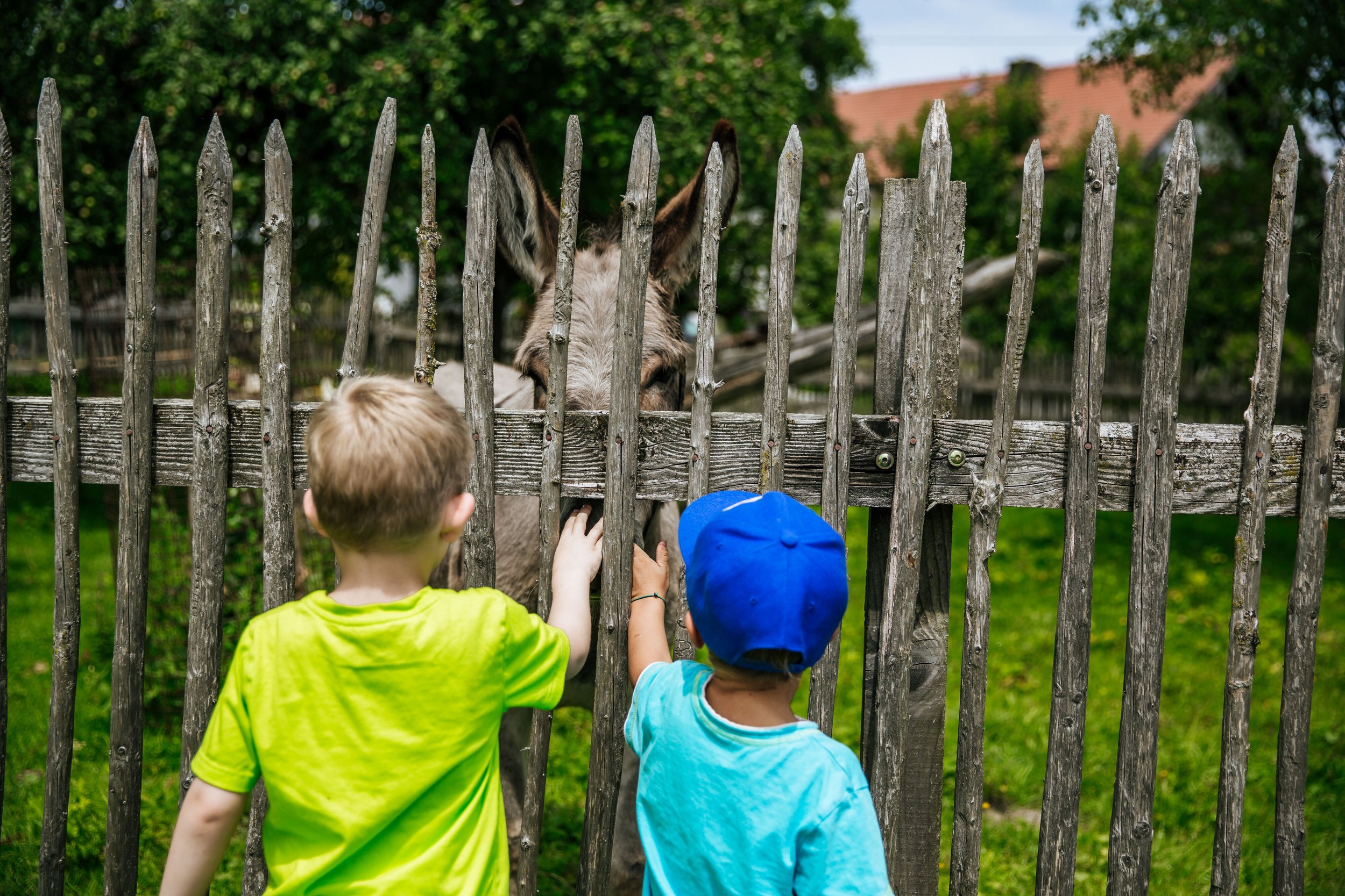 Jungs beim Esel Streicheln bei Inzell im Chiemgau 