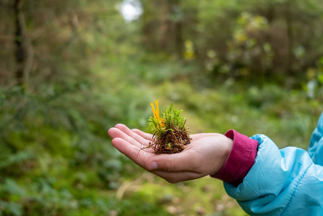 Kinderhand hält Pflanze in der Hand