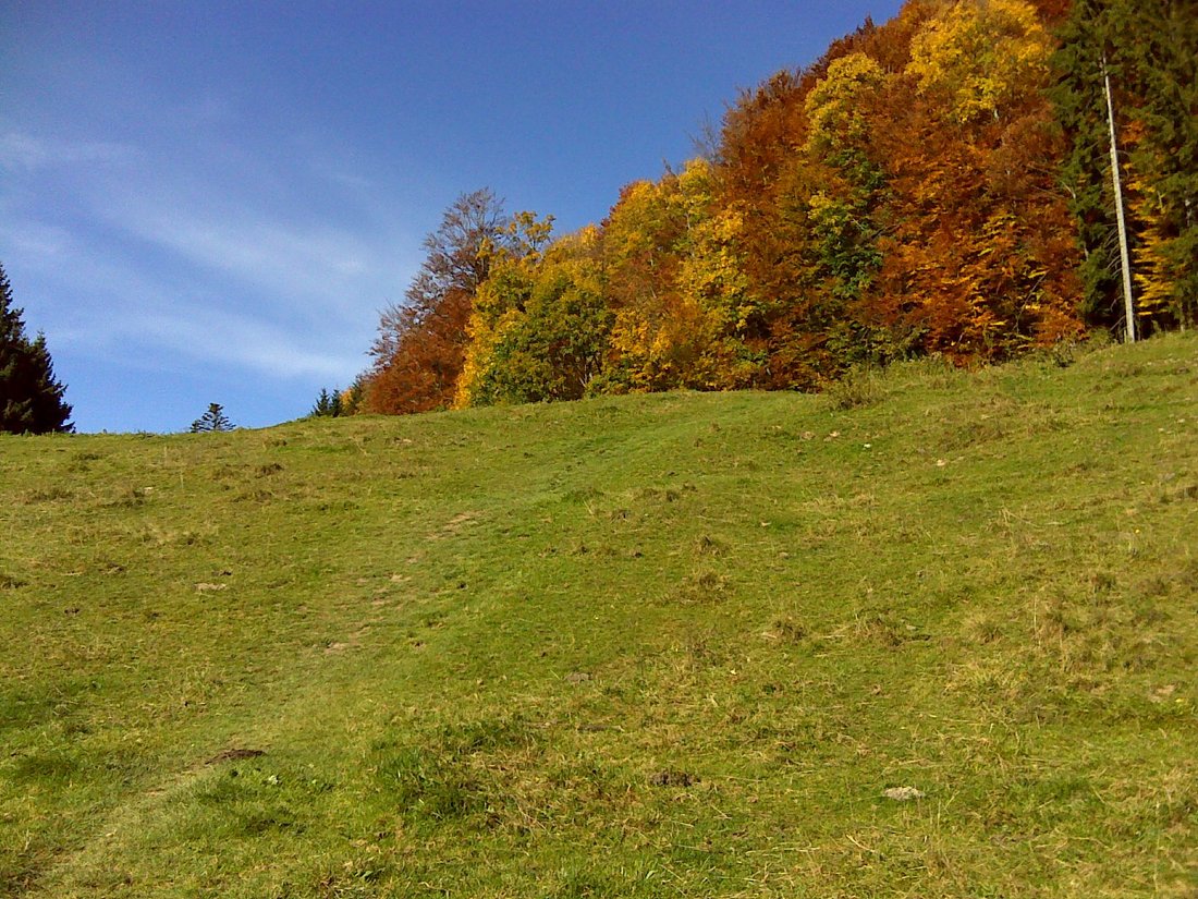 Almwiese auf der Burgau