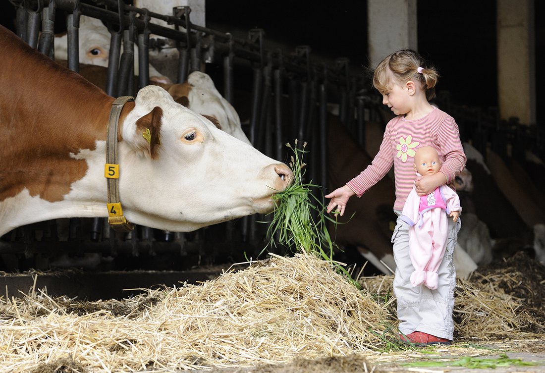 Kind füttert Kuh, Erlebnis Bauernhof, Bauernhofurlaub Bayern