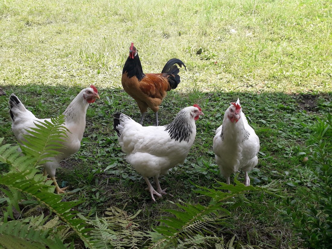 Unsere Hühnerschar