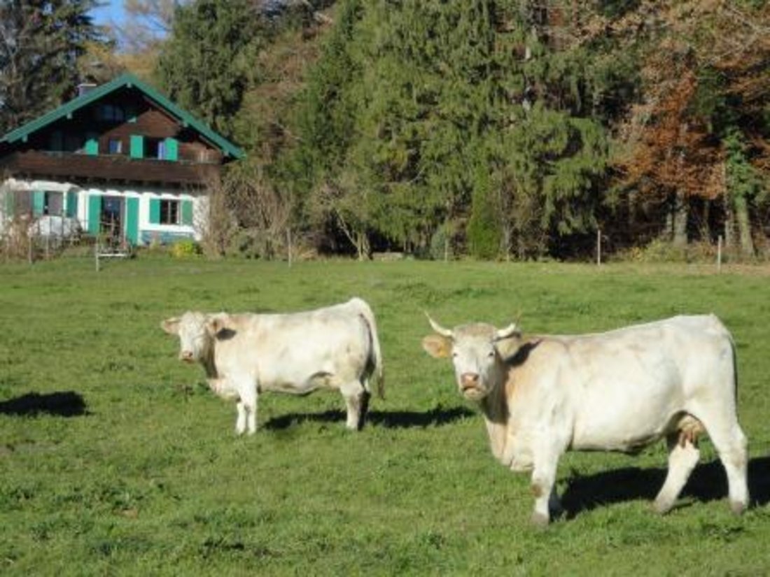 Zwei unserer Charolais Kühe auf der Weide