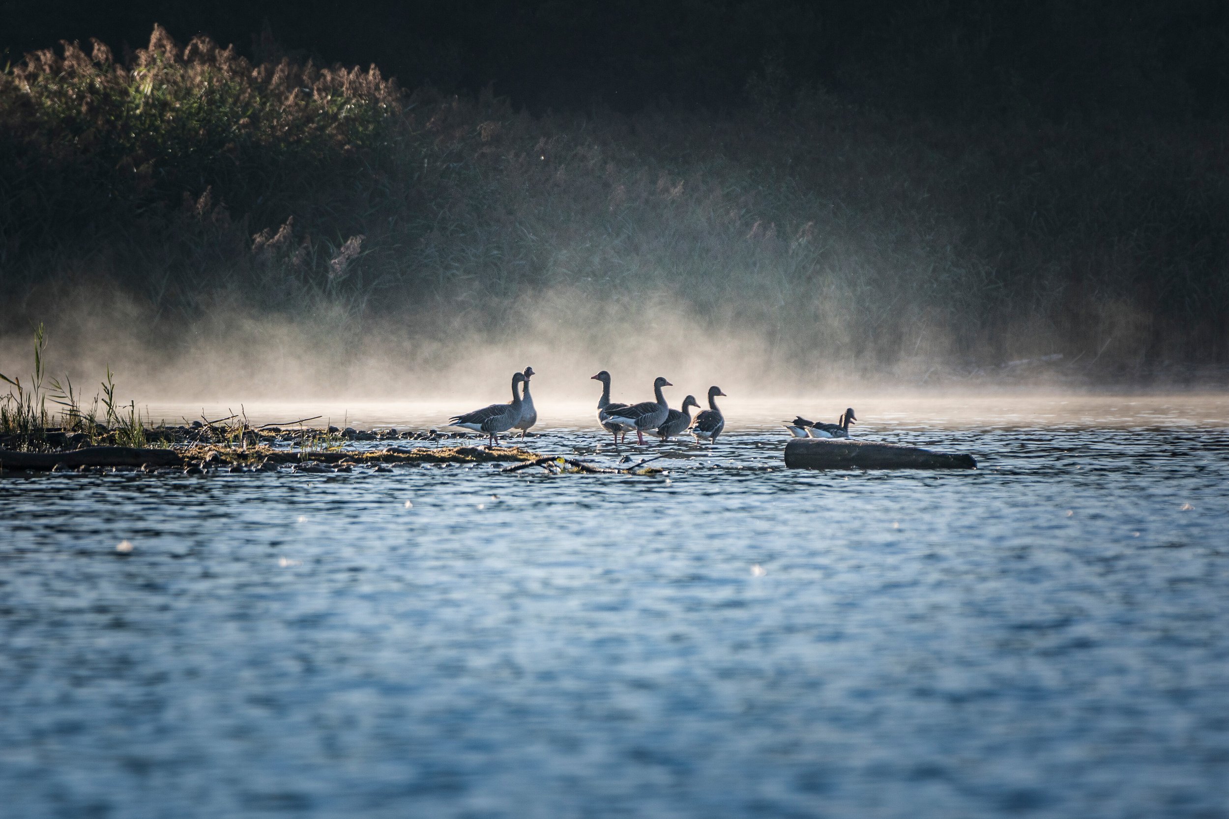 Geese at the Chiemsee in the morning haze