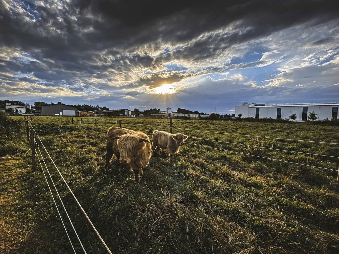 Kühe stehen auf einer Weide und im Hintergrund das Industriegebiet von Fridolfing