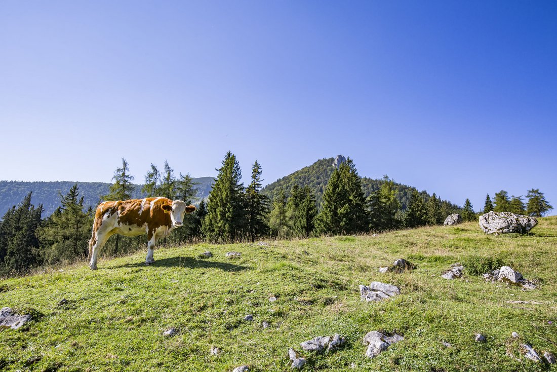 Kuh bei Piesenhausener Hochalm