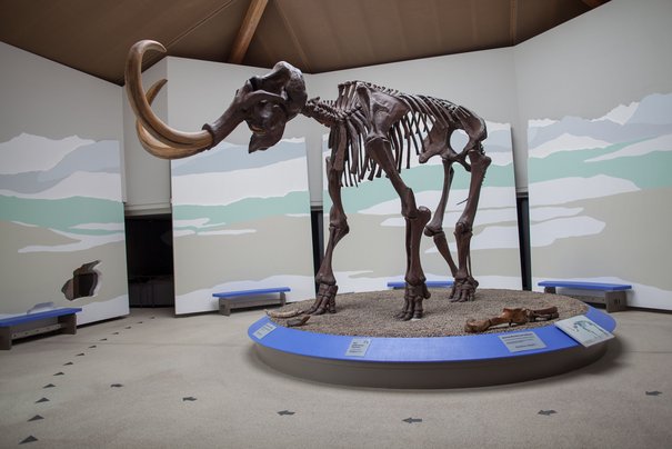 Das Siegsdorfer Mammut aus dem Naturkundemuseum in voller Größe