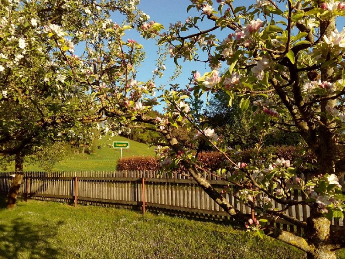 Baumblüte im Frühjahr in unserem Garten