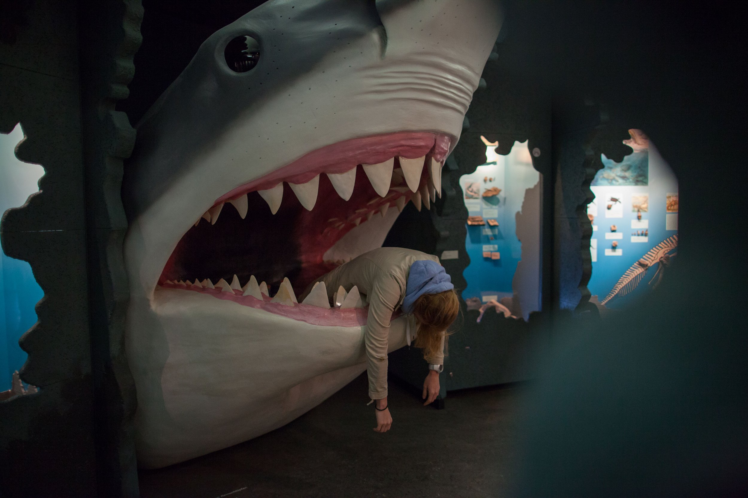 Von weißem Hai gefressen im Naturkundemuseum in Siegsdorf