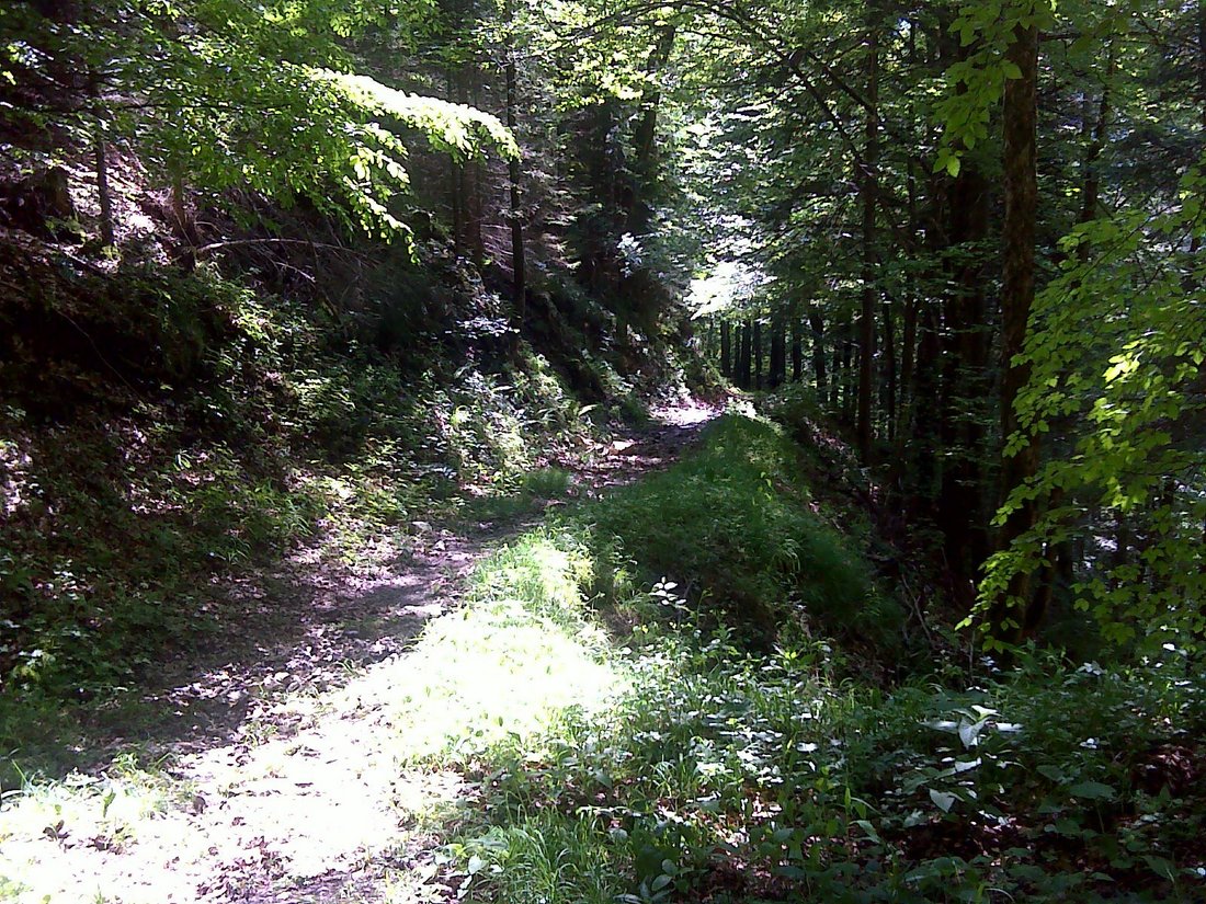 Waldweg zur Chiemseeschau