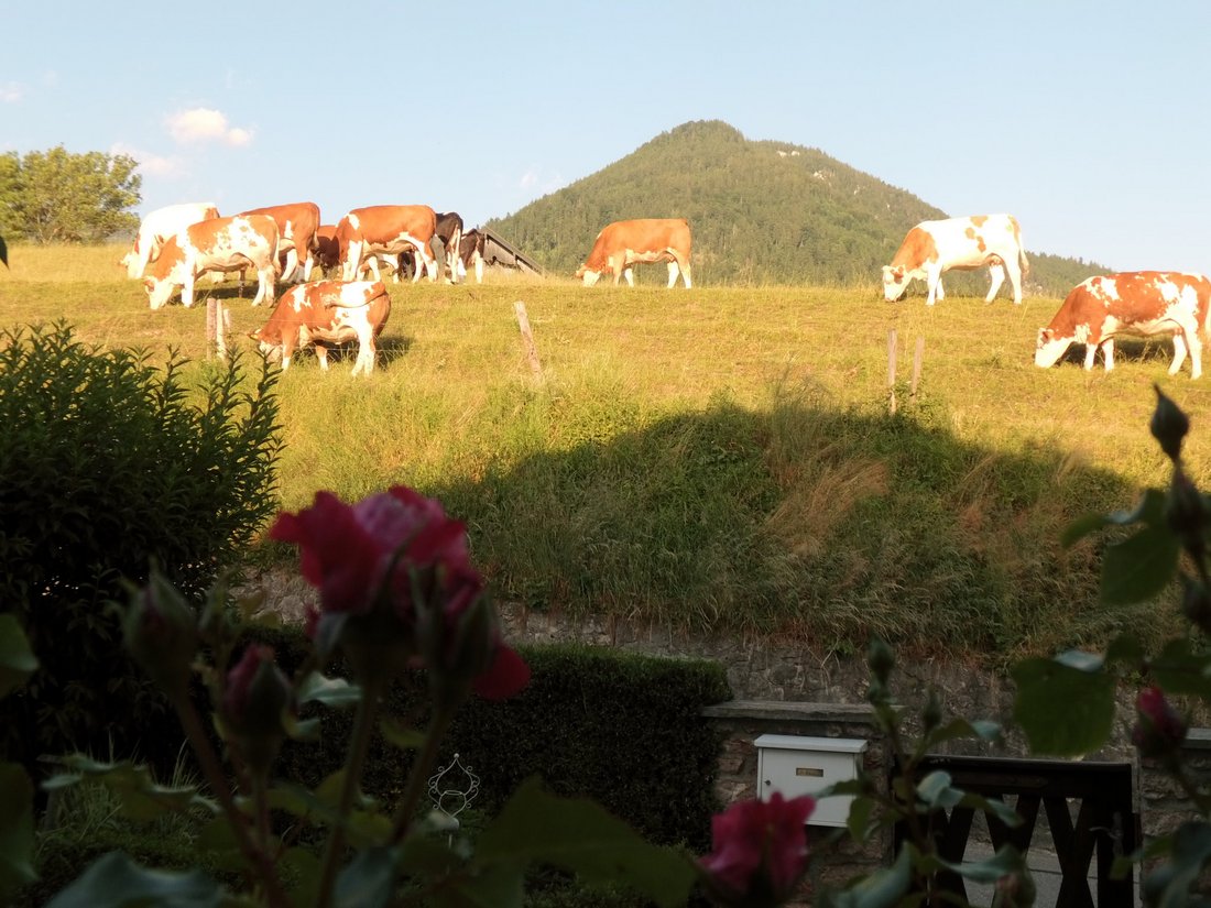 Kühe vorm Haus Richtung Rechenberg