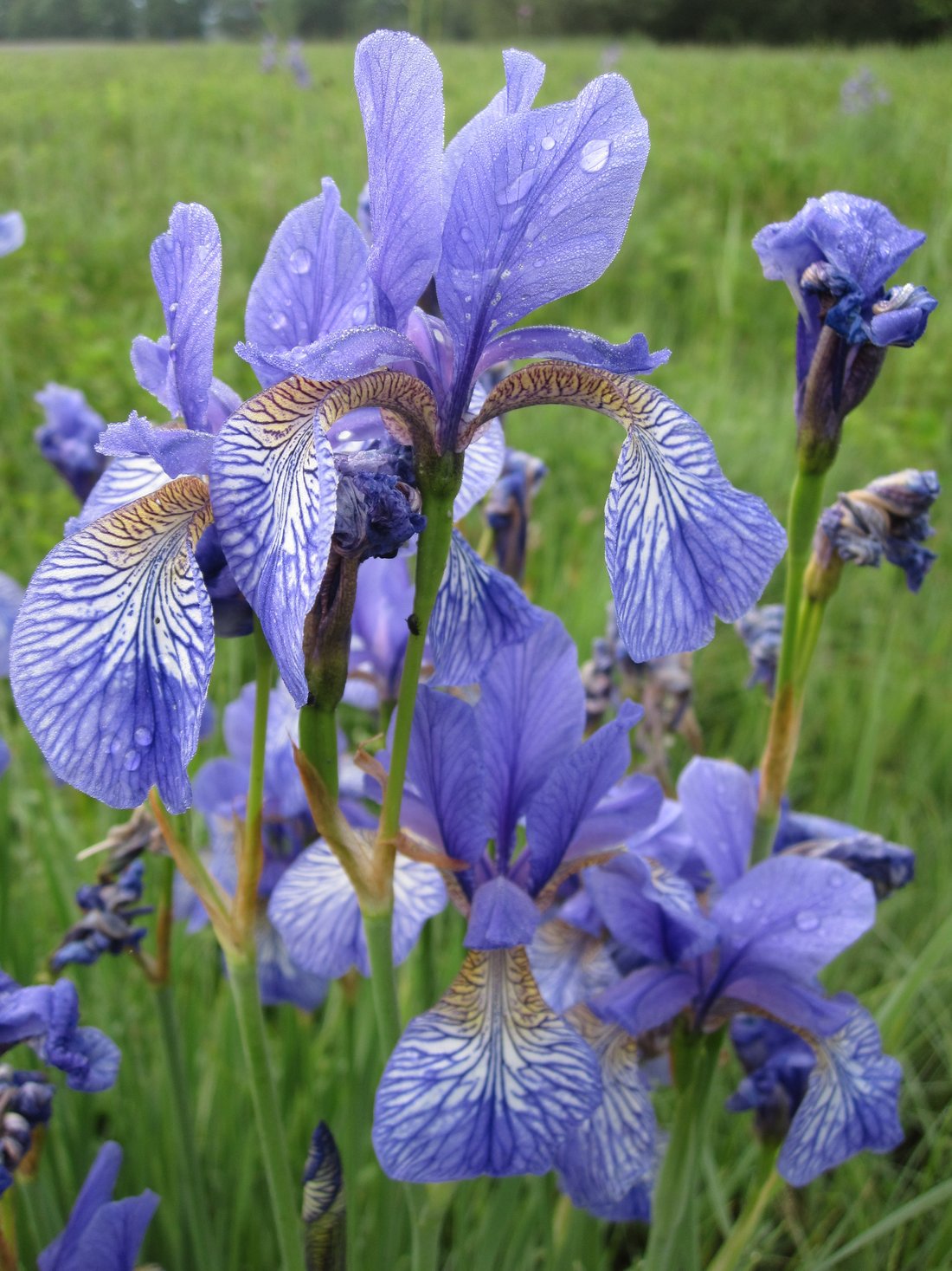blaue-iris-nahsusanne-pfliegl