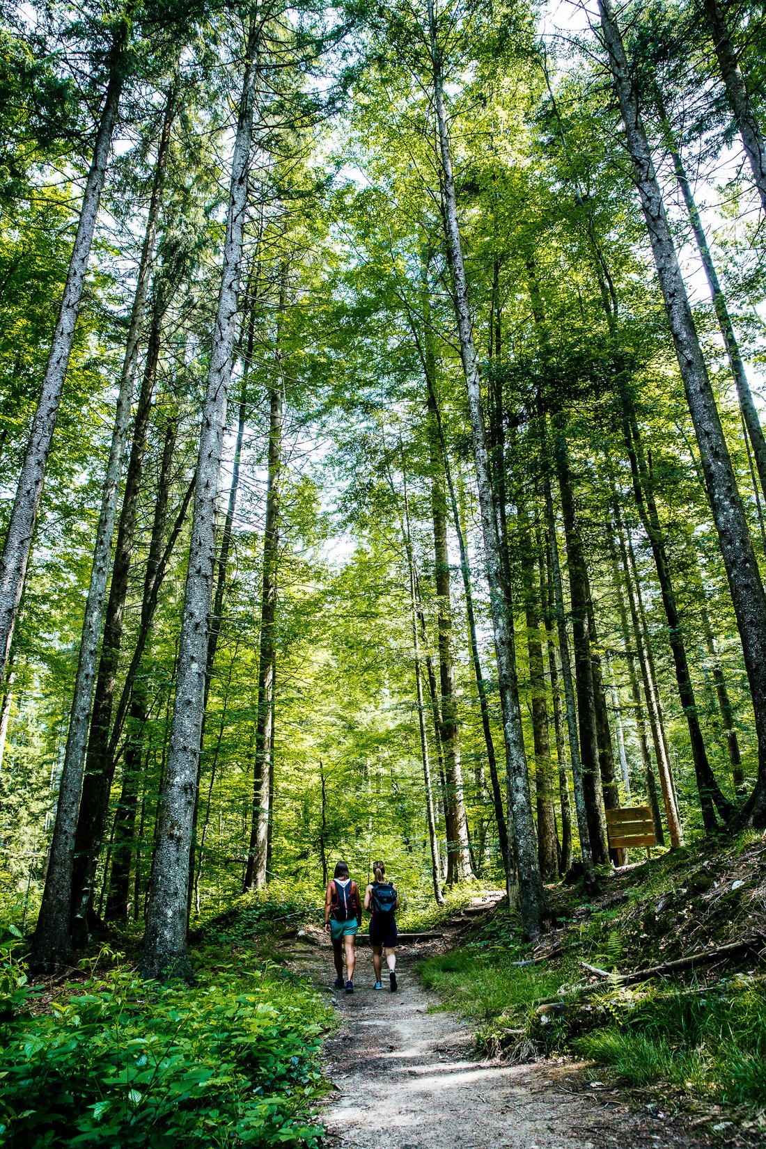 Frauen beim Spazieren im Bergwald-Erlebnispfad in Inzell