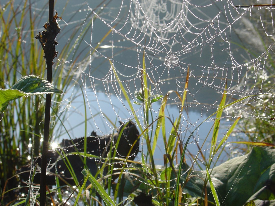Fotowettbewerb Spinnennetz