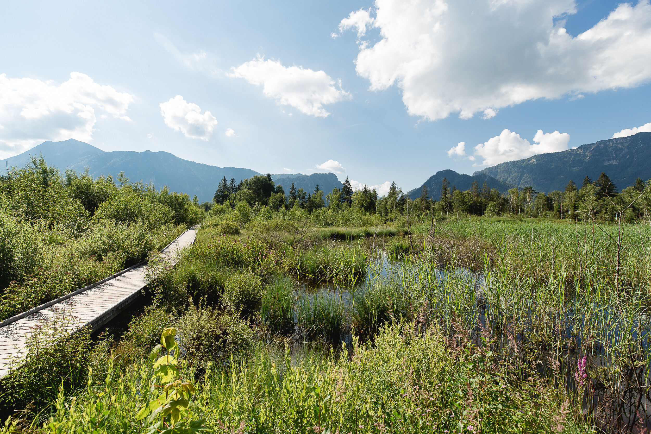 Moor-Erlebnis-Pfad in Inzell