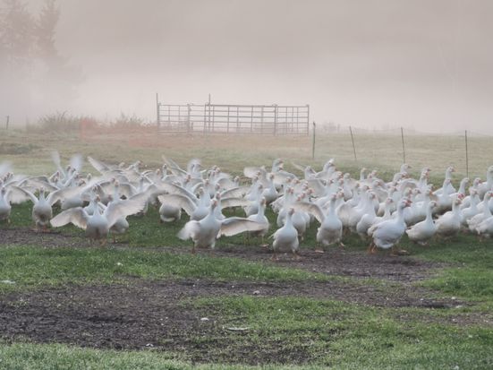 Gänse auf der Weide
