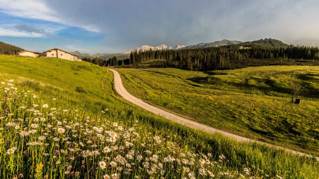 Almenwiese Winklmoosalm