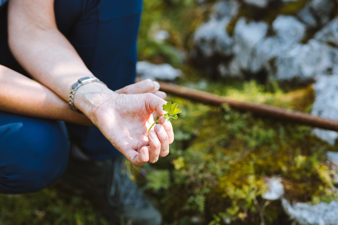 Kleeblatt beim Wandern