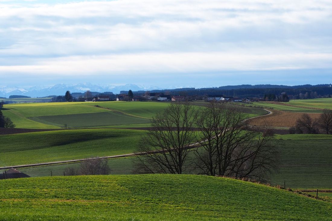 Blick auf Honau