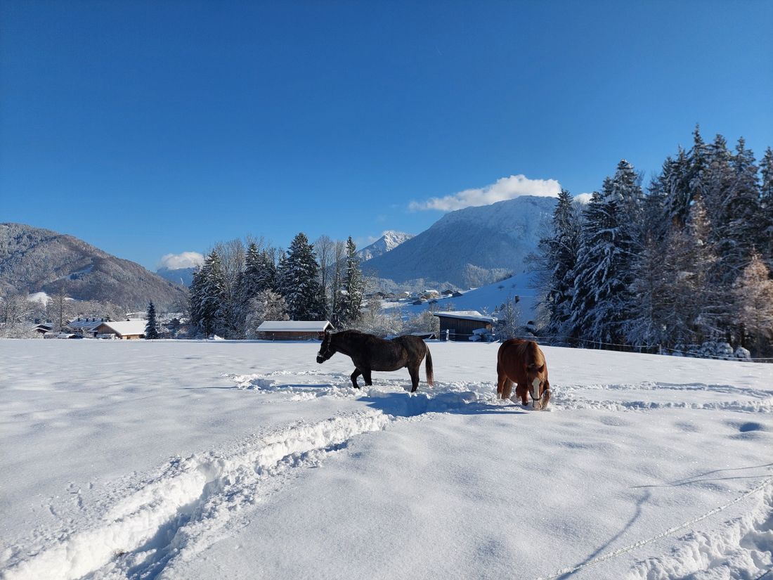 Pferde im Schnee