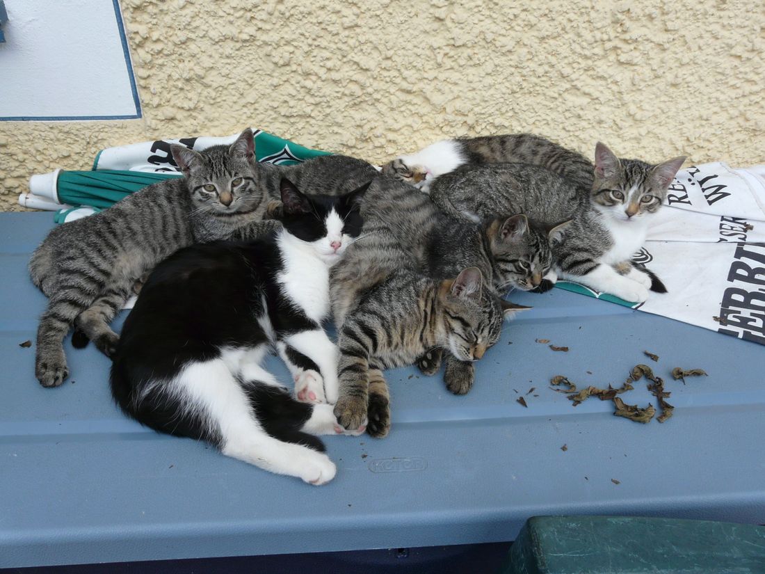 Katzen
