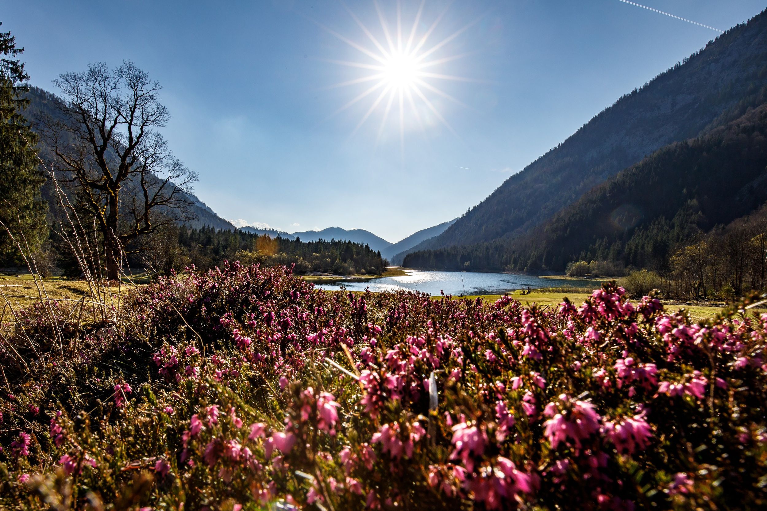 Almrausch mit Löden- und Mittersee