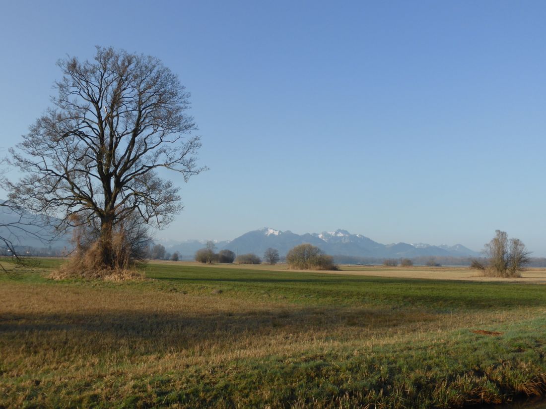 Grabenstätter Moos mit Bergblick