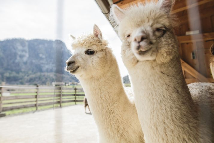 Alpaka