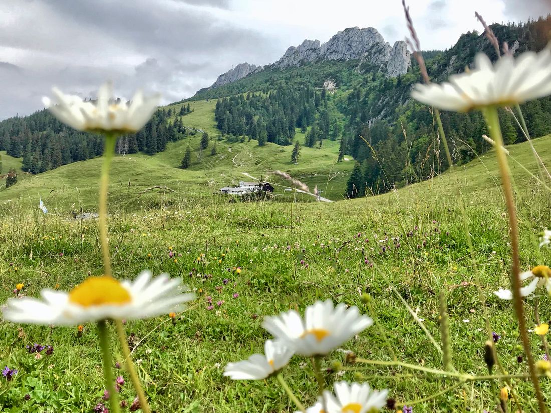 Kampenwand-mit-Margheriten