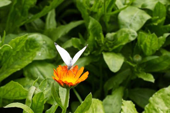 2023-06-18_132_Ringelblume_Schmetterling_01