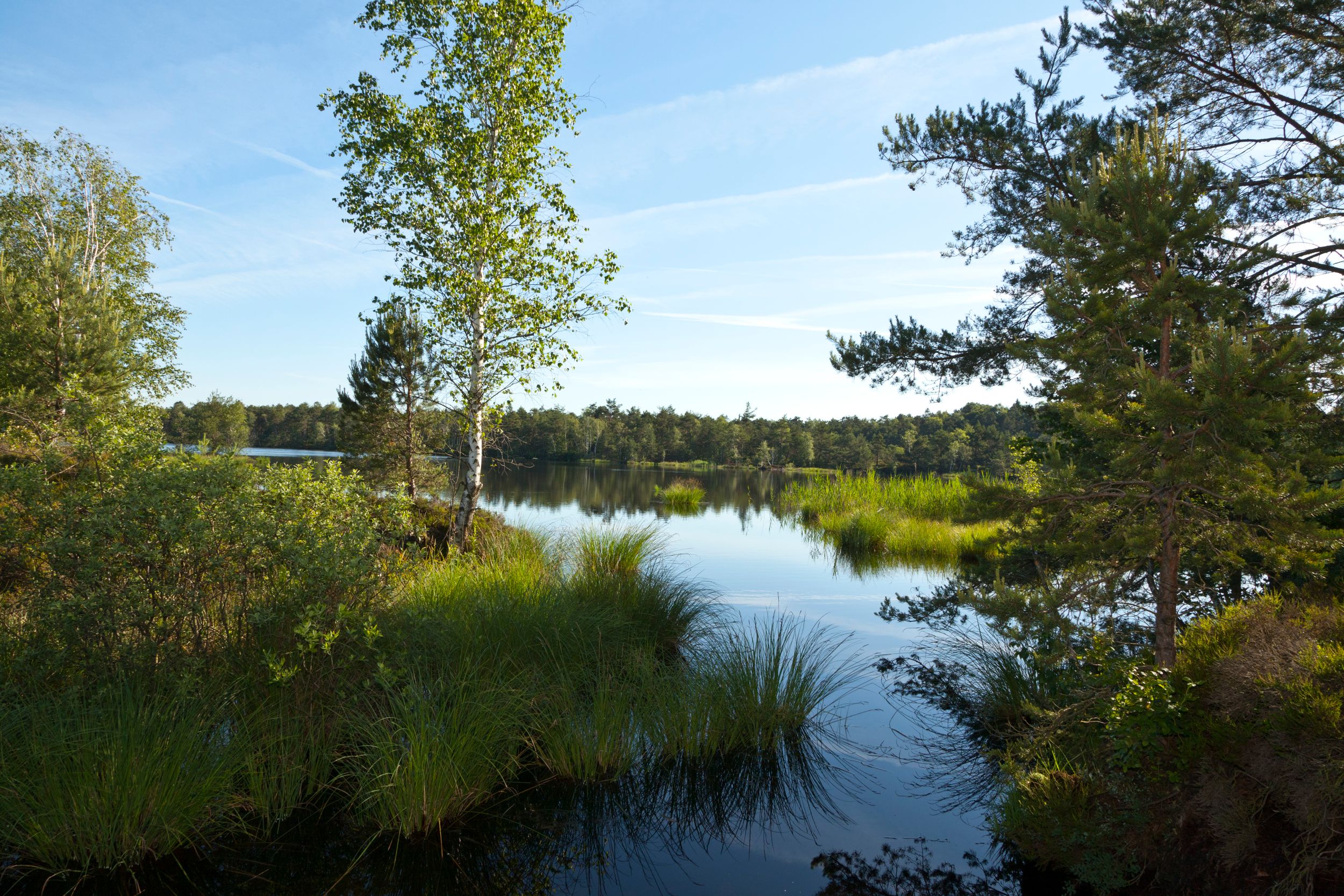 Schönramer Filz Moorsee2