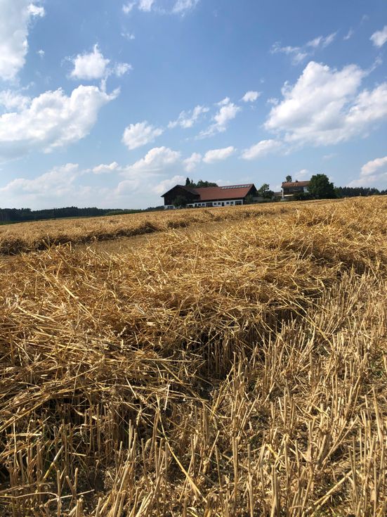 Getreidefeld mit Unterkunft