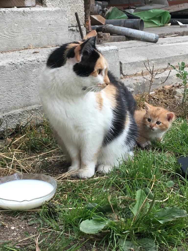 Katzenmama Hanni