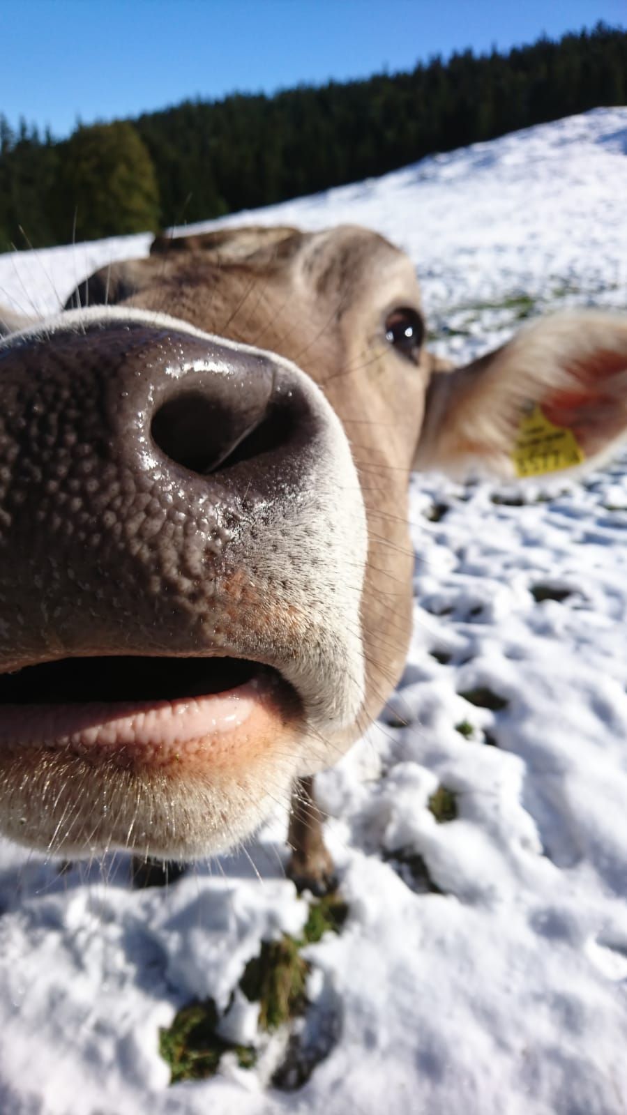 Kalbei im Schnee