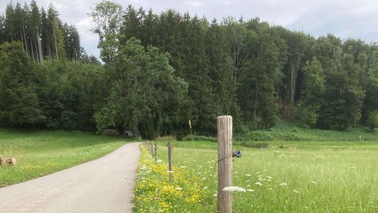 Führung "Wegesrand als Lebnsraum"