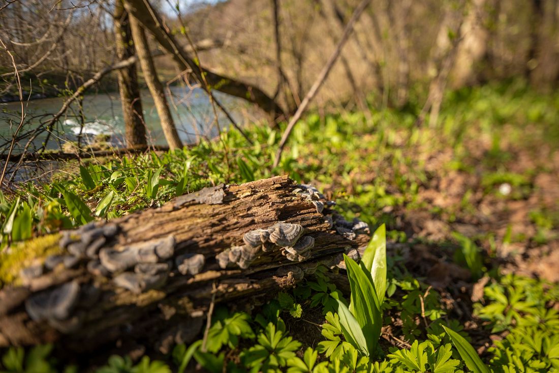 Bärlauch 2 0© Richard Scheuerecker (3)