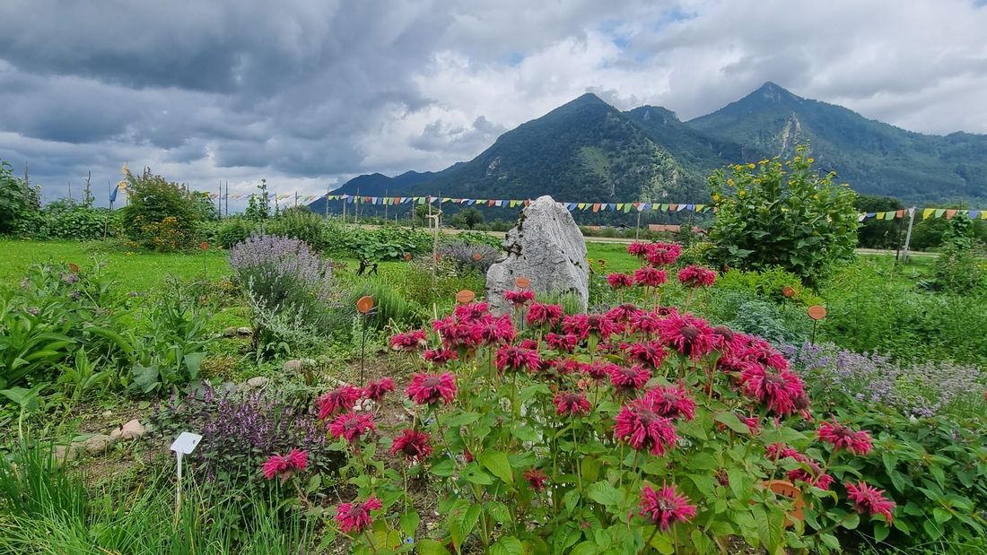 Blumenwiese