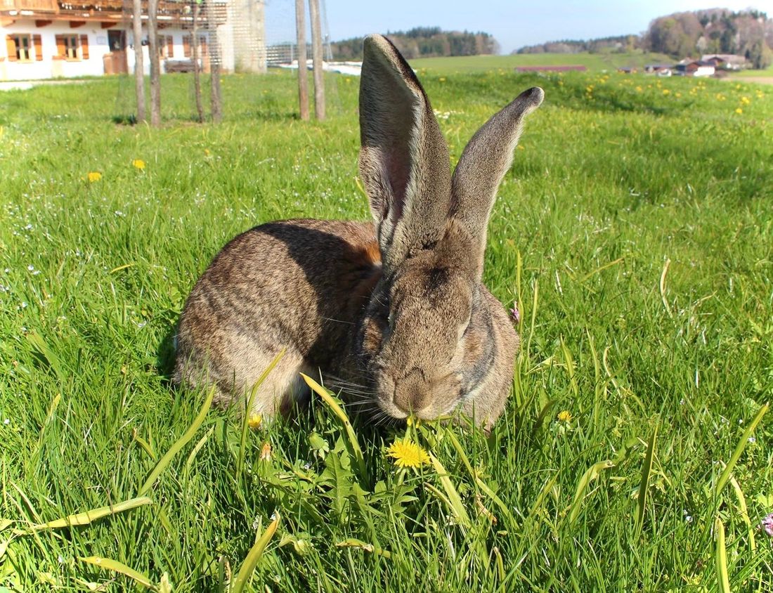 Unser großer Hase Löffel