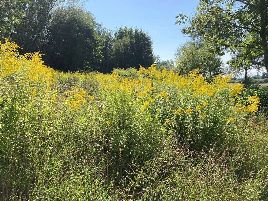 Neophyten in Tittmoning