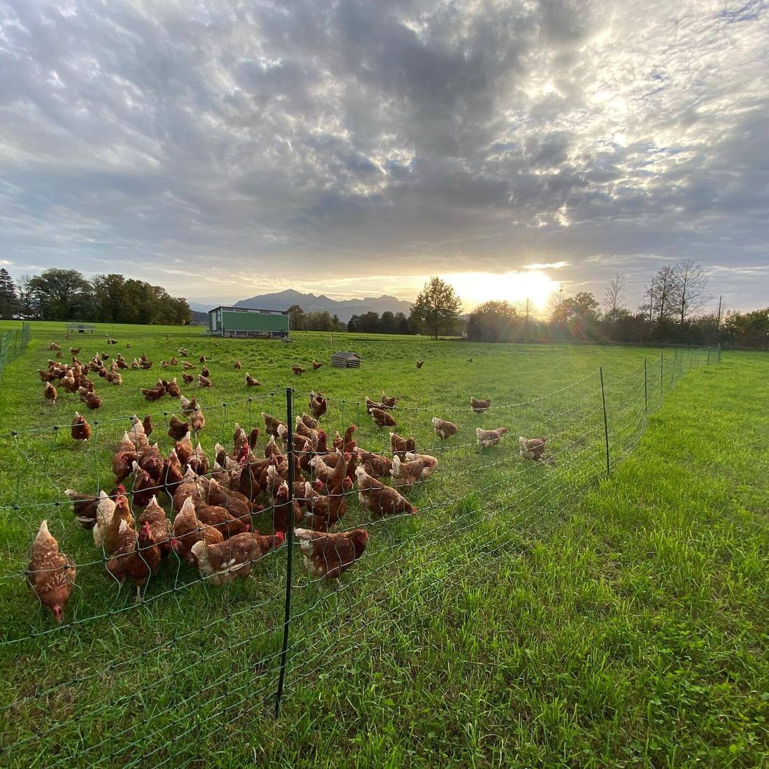 Glückliche Freilandhühner vom Häuslschuster Hof