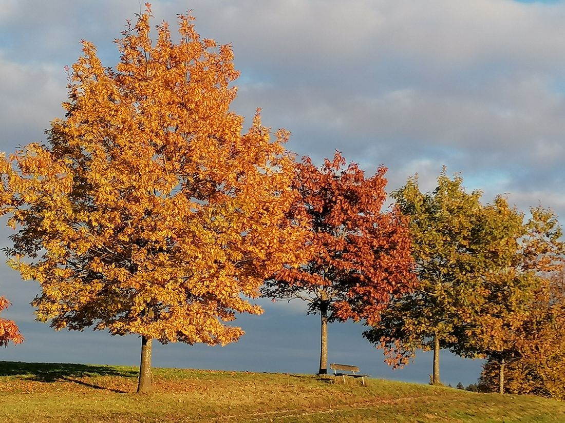 Natur im Herbst