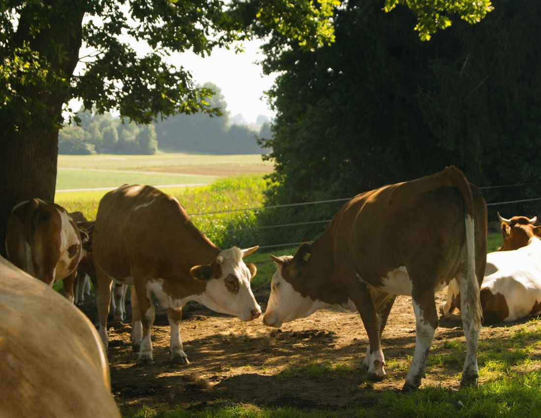Kühe auf der Weide